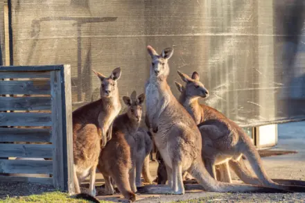 0093 Myola Tourist Park Wildlife