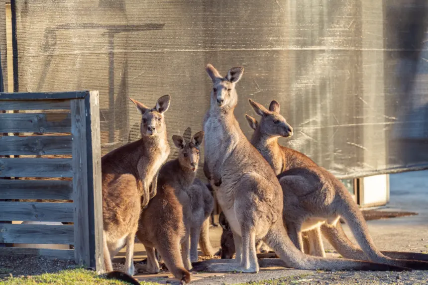 0093 Myola Tourist Park Wildlife