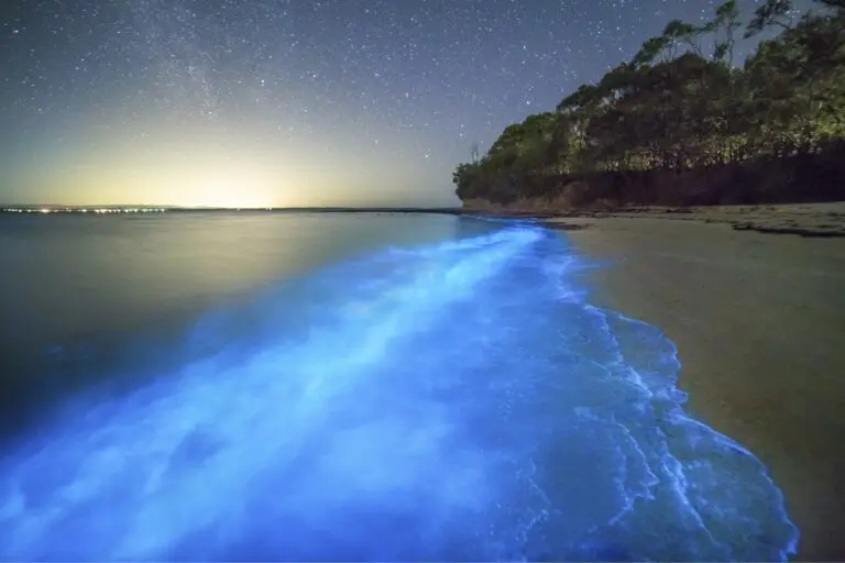 Bioluminescence Jervis Bay 174832 56 768x512